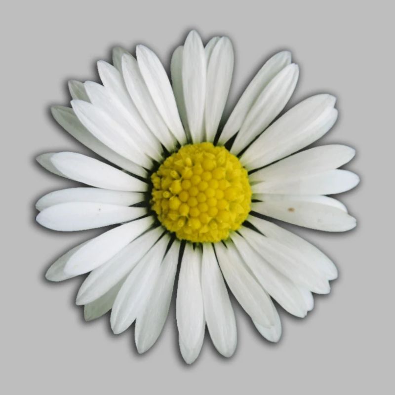 Gänseblümchen - Blume
