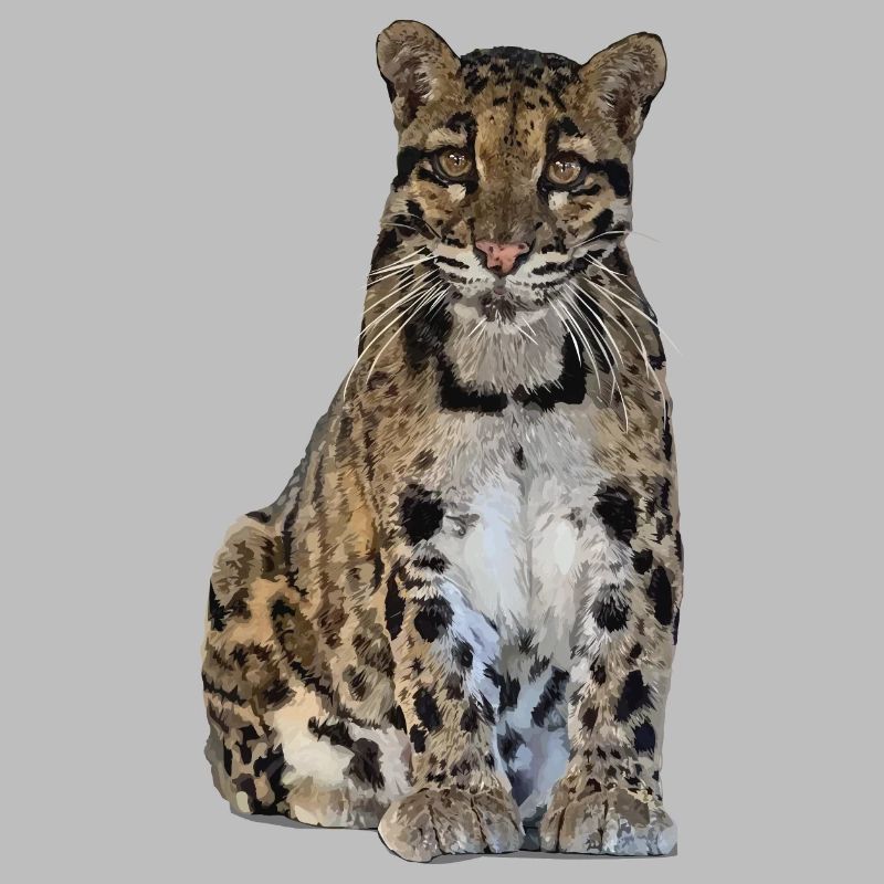 Panthère nébuleuse