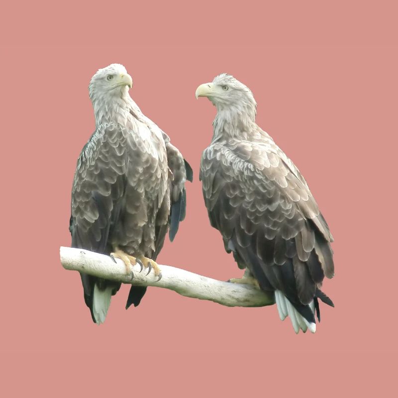 Pygargue à queue blanche