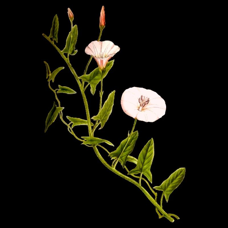 herbes thym romarin persil origan aneth