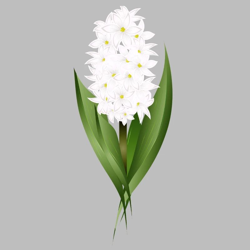 Jacinthe blanche – délicatesse sous forme de fleur