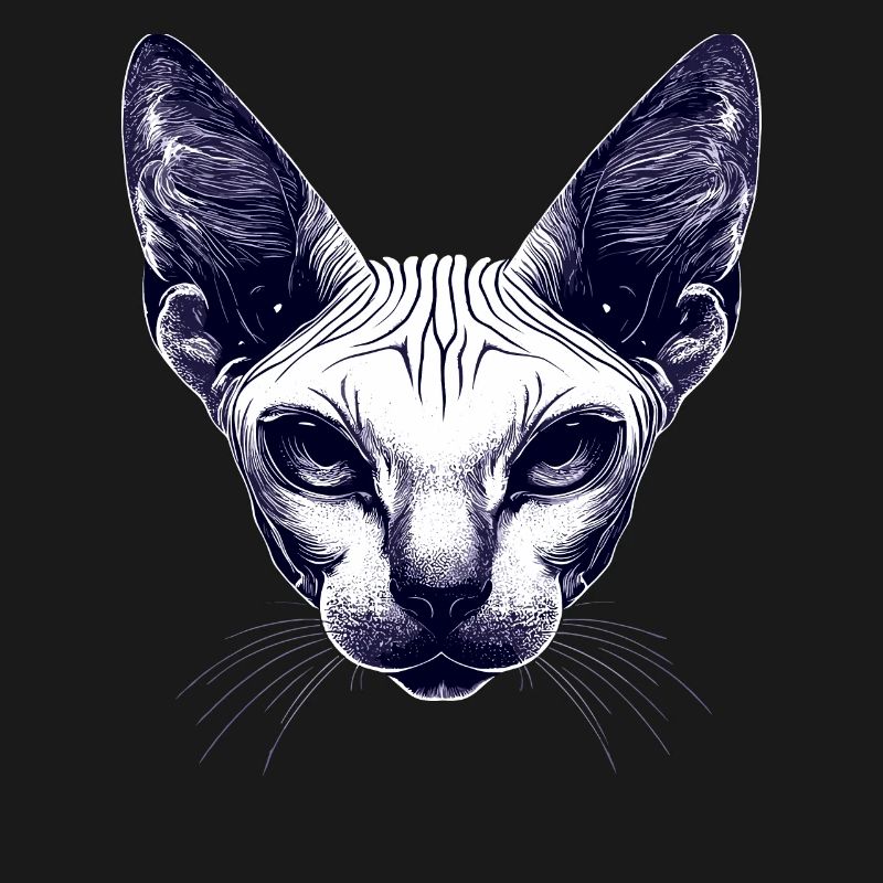 Chat Sphynx Chat Sphynx Chat Canadien Mignon Sphinx