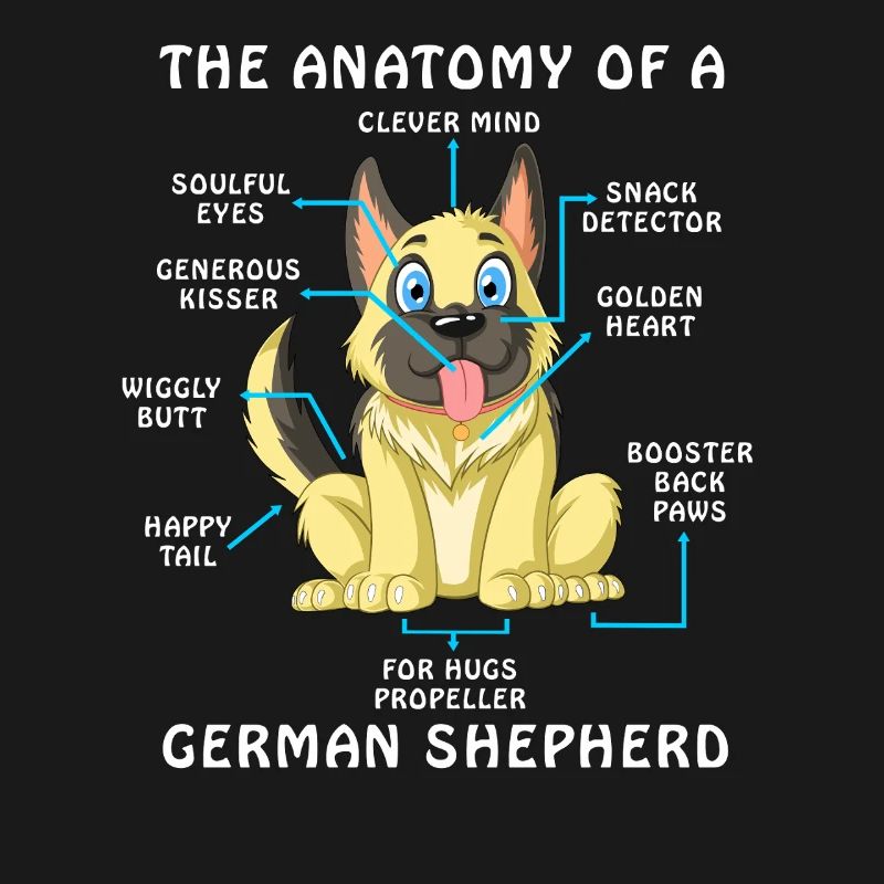 Anatomie eines Deutschen Schäferhundes