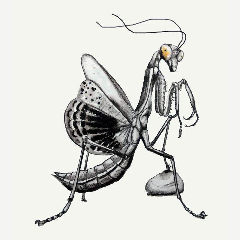 Praying mantis