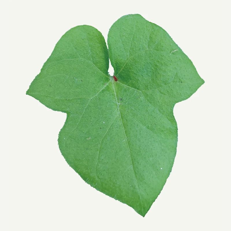 Green_Leaf_-_Tiny_Red_Spider