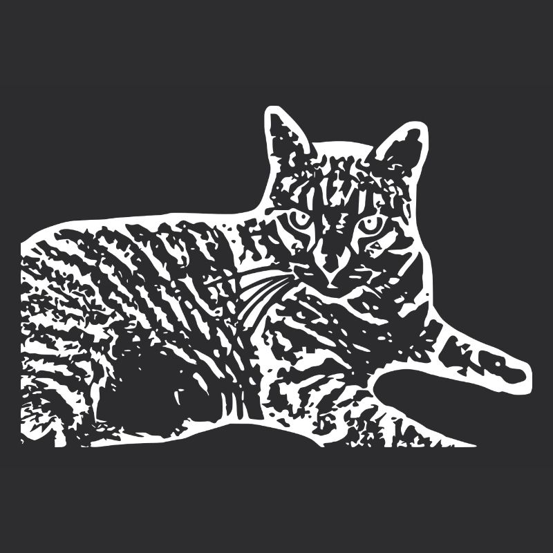 Chat Blanc Blanc Chats