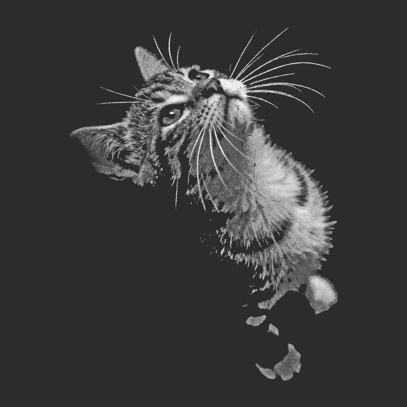 Graustufen Katzenschnurrer Blick