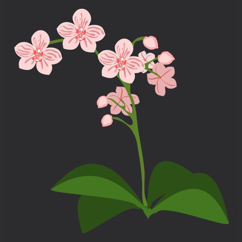 orchidée