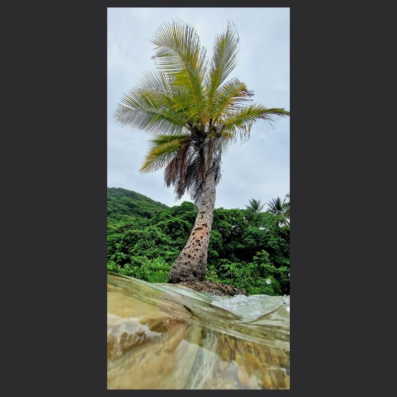 Palm Trees Turned Towards the Sky Nature
