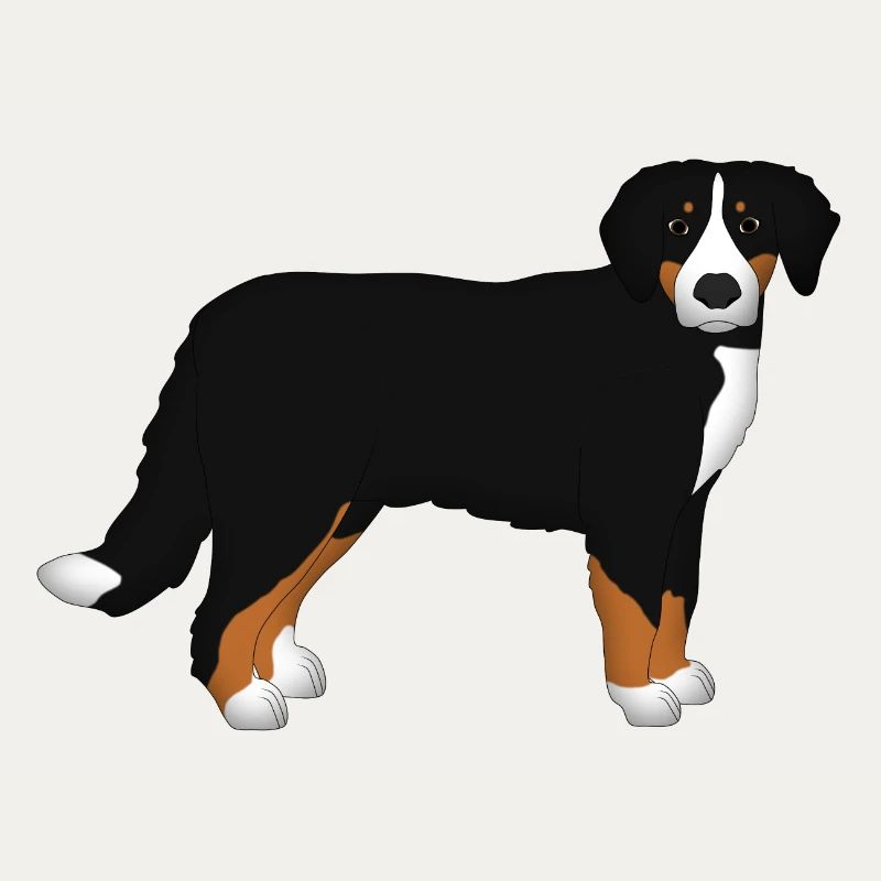 Bernese mountain dog head front