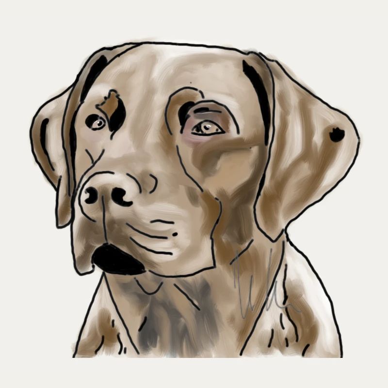 Labrador