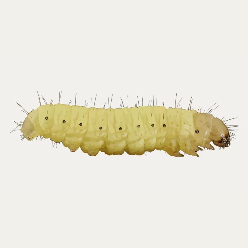chenille
