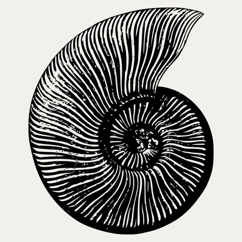 fossil