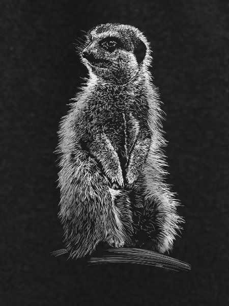 Meerkat