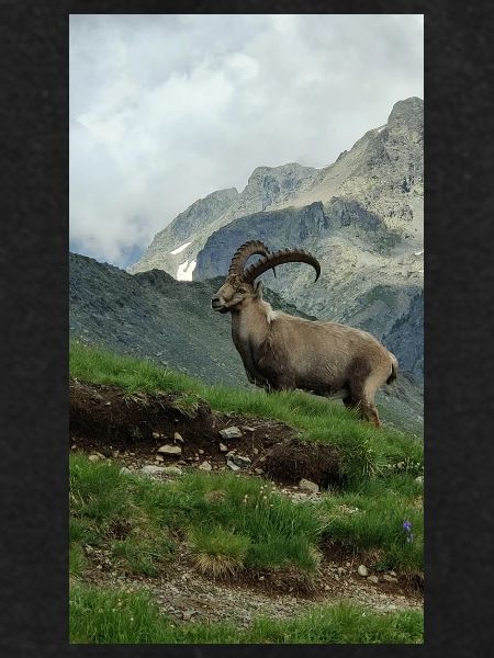 Steinbock