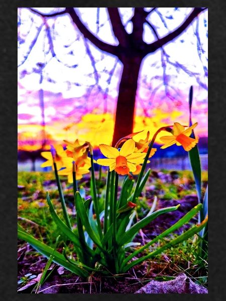Daffodils at sunset