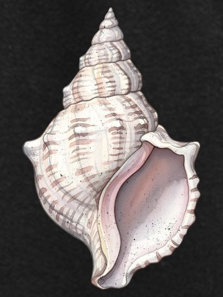 Sea Shell Spiral