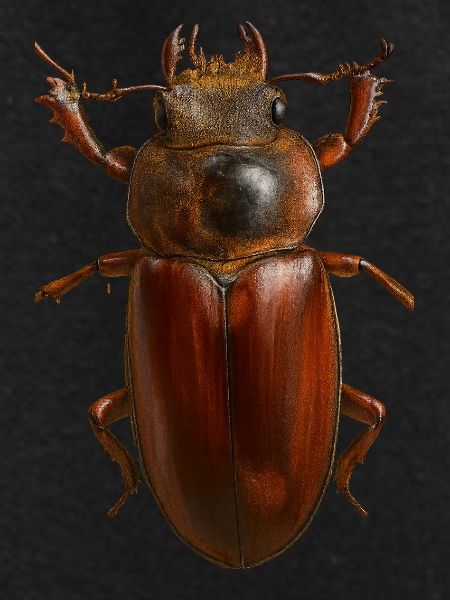 Bronze Bug Crest