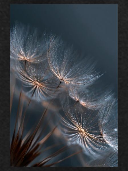 Dandelion Dewlight