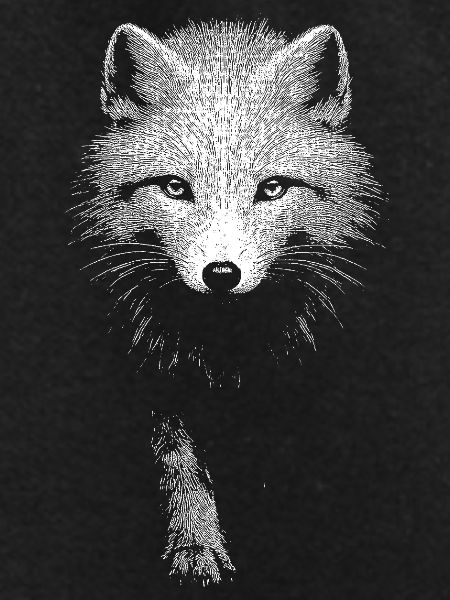 Arctic fox