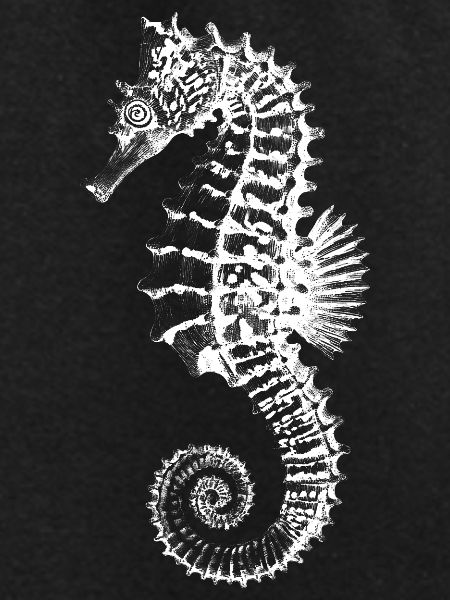 High-Contrast Seahorse Silhouette