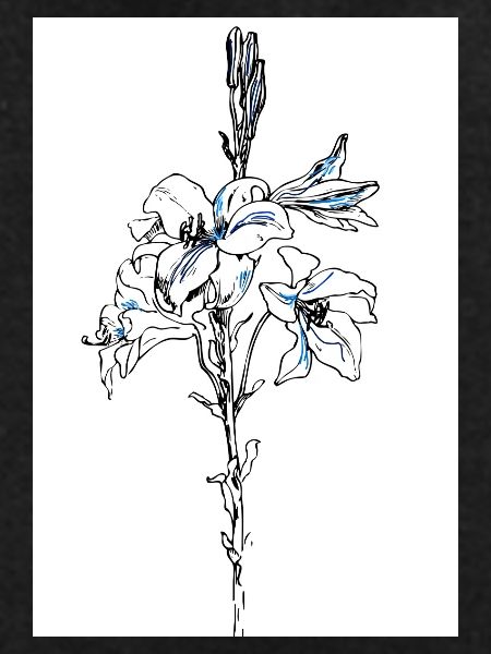 Blue lillies
