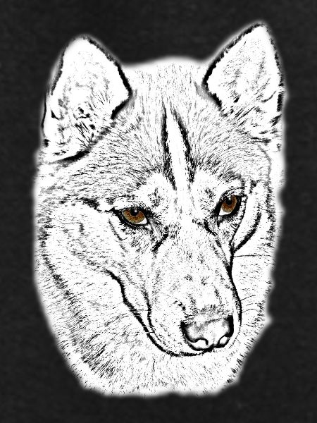 Wolfskopf Line Study