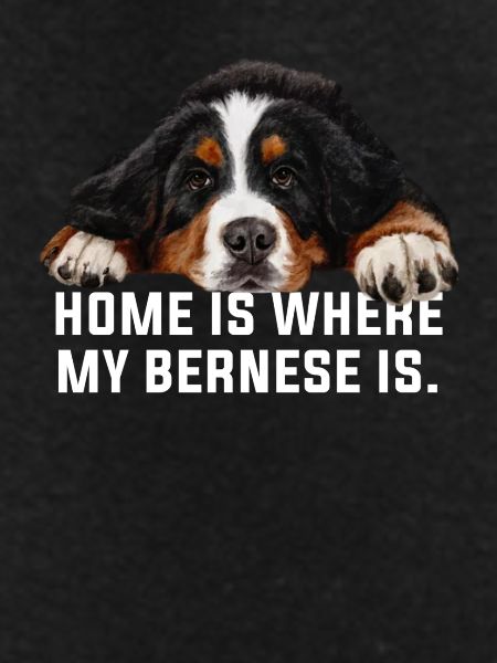Bernese mountain dog