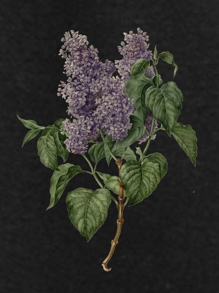 Lilac - lilac