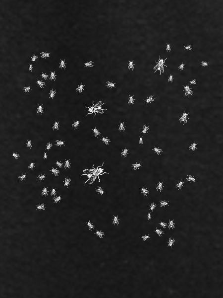Flies