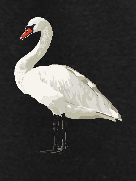 Swans Swan
