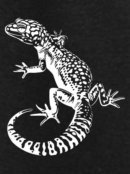 Gecko Leopard Gecko Contrast
