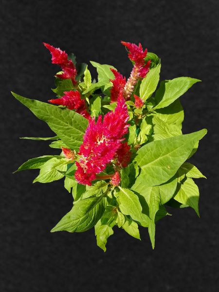 RED CELOSIA