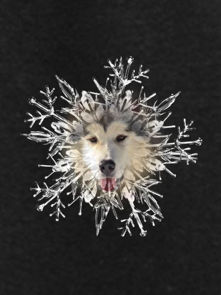 Malamute Crystal