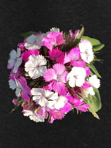 Bouquet of carnations