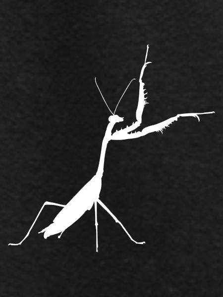 Praying mantis white