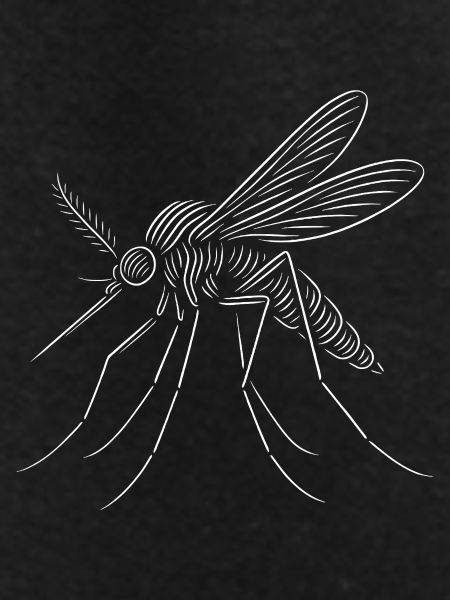 Line Mosquito Sketch Art
