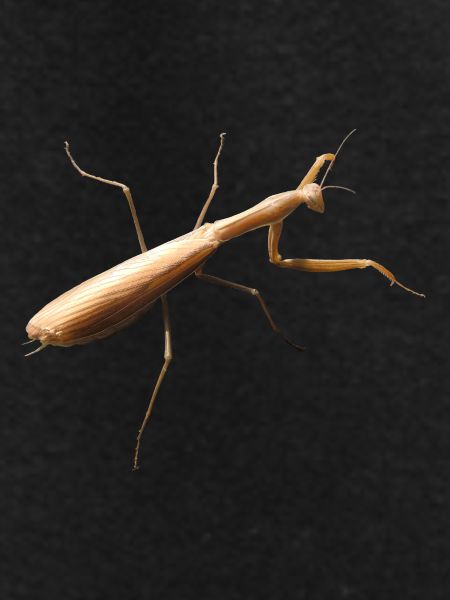 Mantis