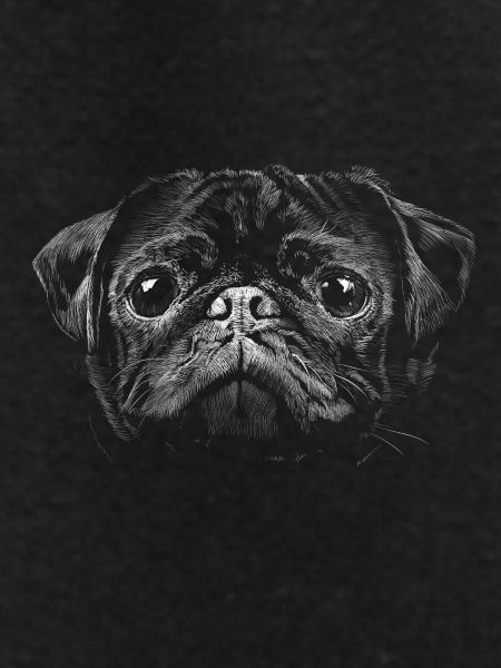 Pug