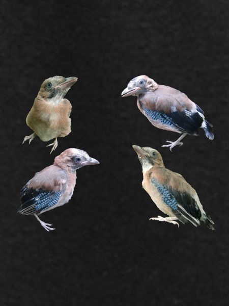 Jay Young Birds