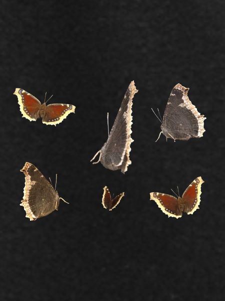 Butterfly Mourning Cloak