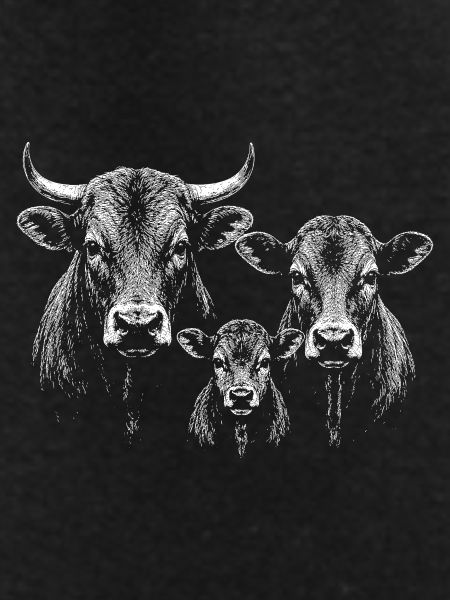 cattle