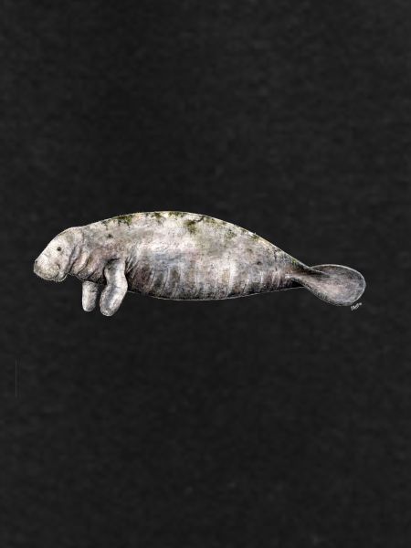 Manati - Manatee - Lamantin