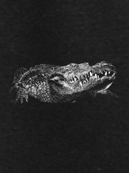 Crocodile