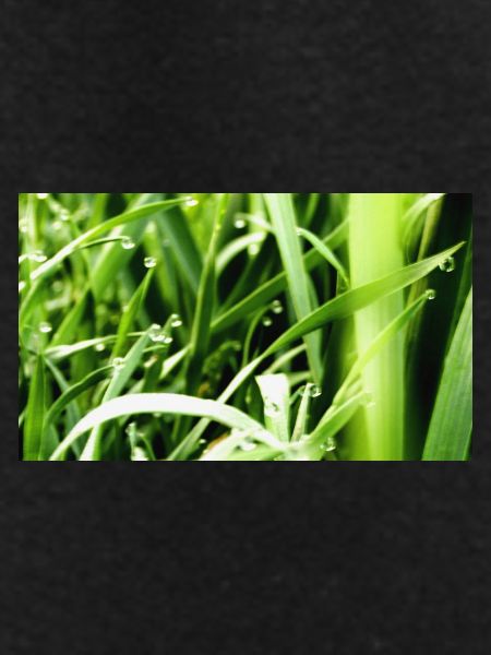 Morning grass