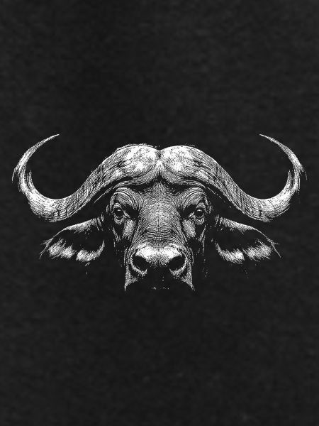 Cape buffalo