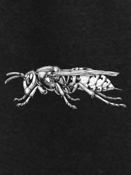wasp