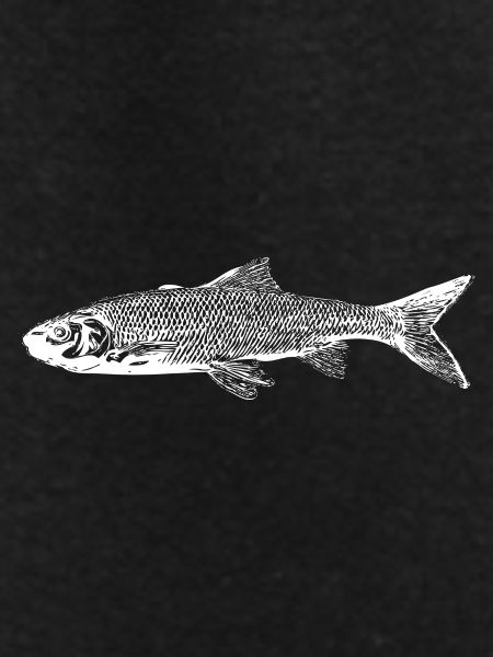 Trout fish