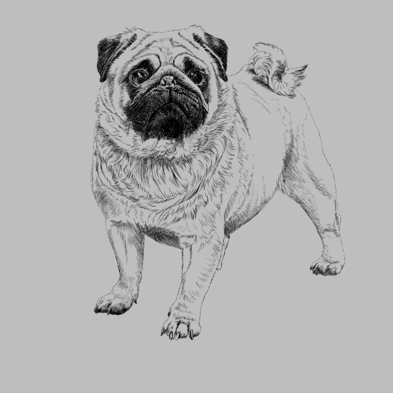 Mops