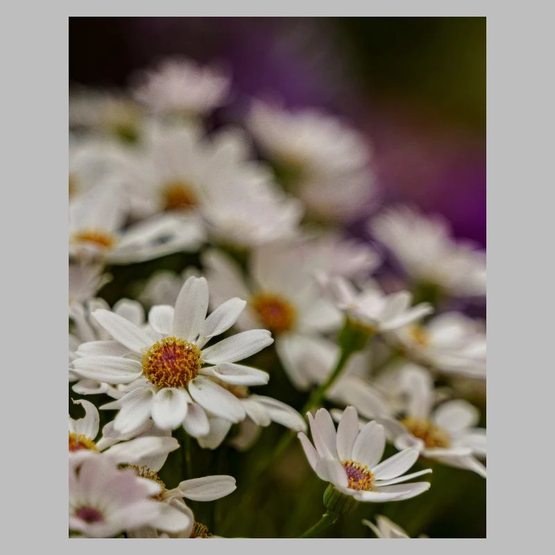 Gänseblümchen Blumen